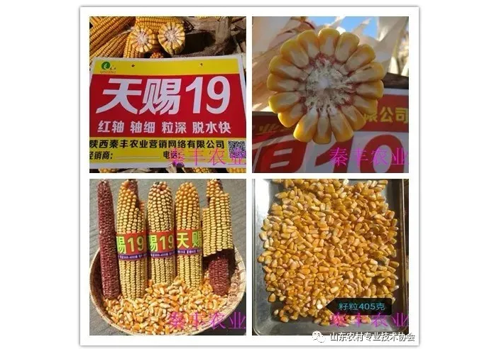 “疫”情 保春耕 山東農技協開展“優質農資下鄉 綠色產品進城”服務活動